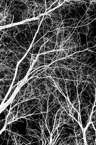 tree branches white silhouette on black background