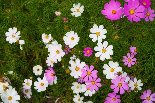 Kosmos Kwiaty Wirydarz Góry Krajobraz Natura — Zdjęcie stockowe