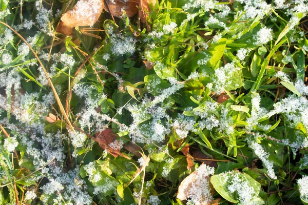 Grama Verde Neve Desfocada Fundo Bokeh — Fotografia de Stock