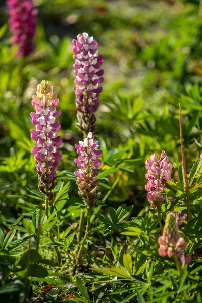 ルピナスの花が緑の葉自然と明るい — ストック写真