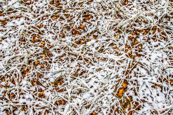 Tall Green Grass Snow — Stock Photo, Image