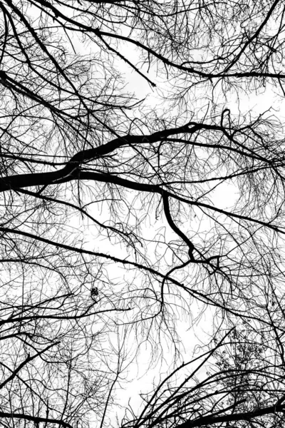 Tree Branches Silhouette White Background — Stock Photo, Image