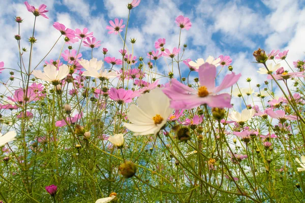 Cosmos çiçekler, görüntülemek aşağıdan gökyüzüne doğru