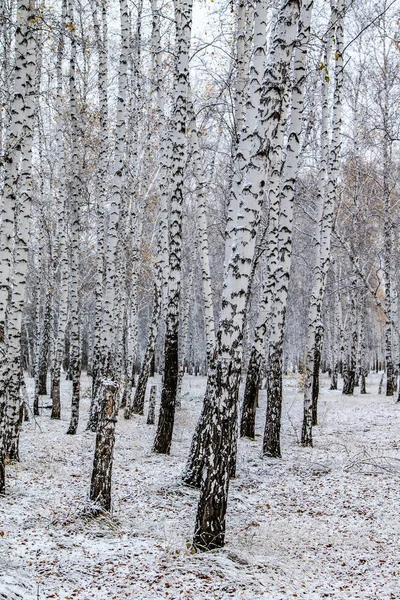 Zimní První Sníh Březová Lesní Krajina — Stock fotografie