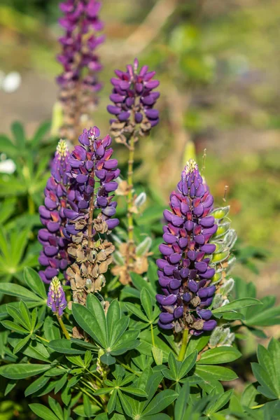 Lupinus Flores São Brilhantes Com Natureza Folhagem Verde — Fotografia de Stock