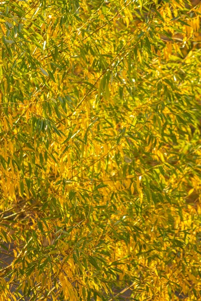 Gele Herfstbladeren Aan Bomen — Stockfoto