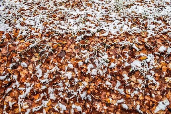 Podzim Listí Trávu Sněhu — Stock fotografie