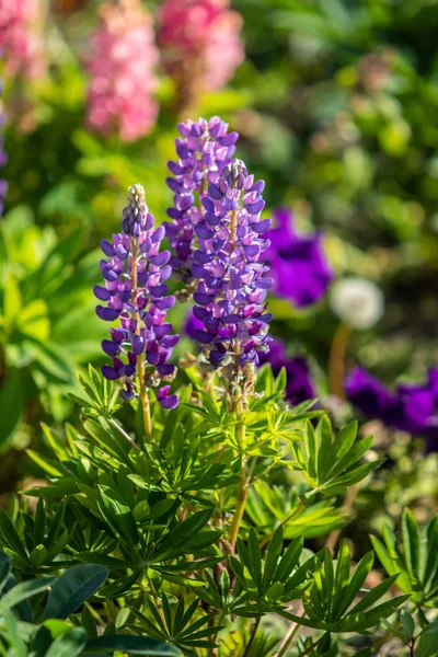 Lupinus Flores São Brilhantes Com Natureza Folhagem Verde — Fotografia de Stock