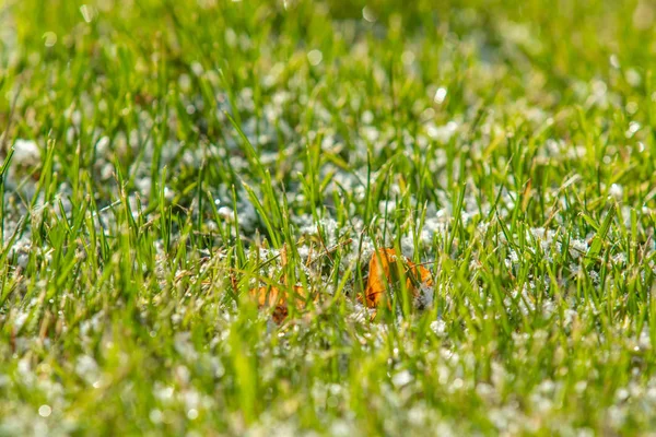 緑の草雪に背景のボケ味がぼやけています — ストック写真