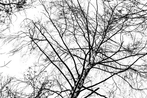 白色背景下的树枝轮廓 — 图库照片
