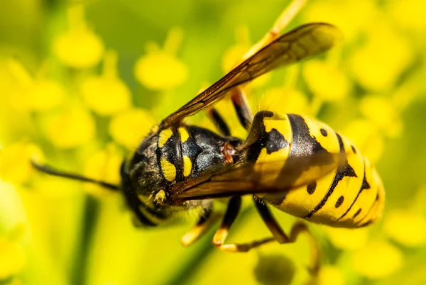 Abeja Una Flor Primavera Amarilla — Foto de Stock