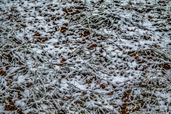 Herfst Bladeren Gras Sneeuw — Stockfoto
