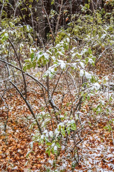 Pierwszy Śnieg Lesie Brzoza Jesień Krajobraz — Zdjęcie stockowe