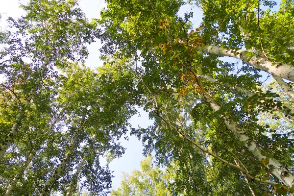 Vista Foresta Betulle Dal Basso Verso Cielo — Foto Stock