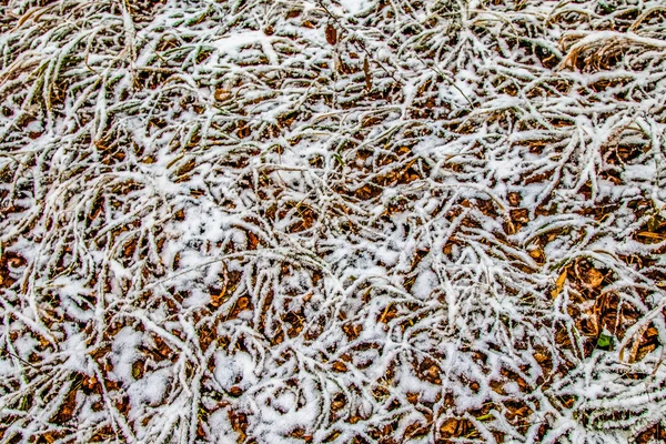 Autumn Leaves Grass Snow — Stock Photo, Image