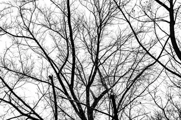 Silueta Ramas Árbol Sobre Fondo Blanco — Foto de Stock