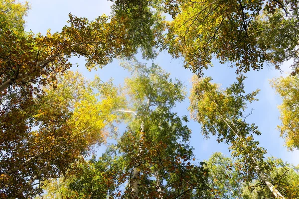 Birch Forest View Sky Autumn Nature — Stock Photo, Image