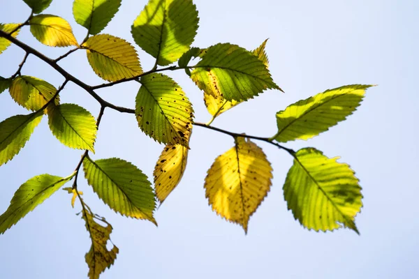 Podzim Žluté Zelené Listy Close Krajina — Stock fotografie