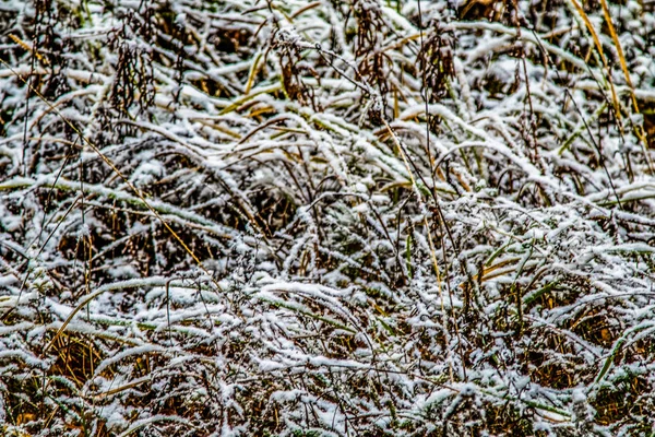 Otoño Deja Hierba Nieve — Foto de Stock