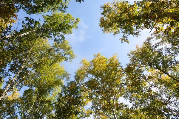 Birch Forest View Sky Autumn Nature — Stock Photo, Image