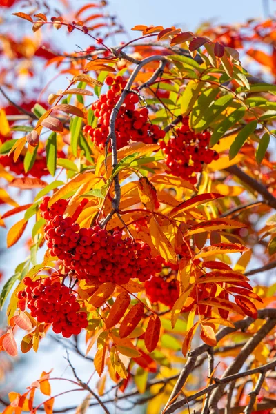Φθινοπωρινό Δέντρο Ashberry Φωτεινά Χρώματα Της Φύσης — Φωτογραφία Αρχείου