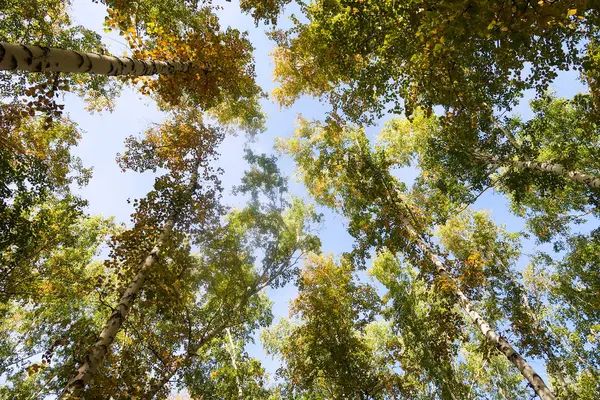 Bouleau Vue Sur Forêt Ciel Automne Nature — Photo