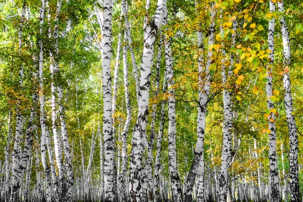 Sarı huş ağacı orman, geç sonbahar doğa manzara