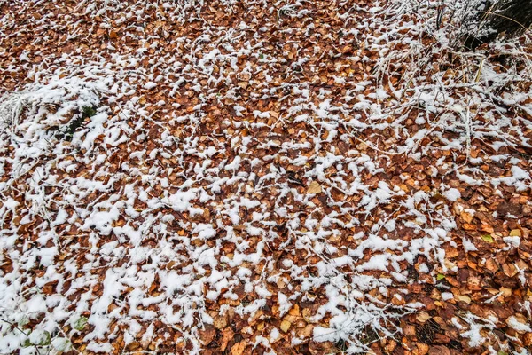 Φθινοπωρινά Φύλλα Χόρτου Στο Χιόνι — Φωτογραφία Αρχείου