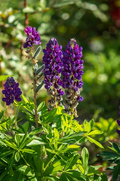 Lupinus Flores São Brilhantes Com Natureza Folhagem Verde — Fotografia de Stock