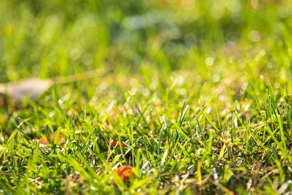 緑の芝生に背景のボケ味がぼやけています — ストック写真