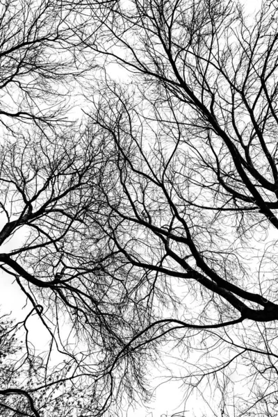 Silueta Ramas Árbol Sobre Fondo Blanco — Foto de Stock