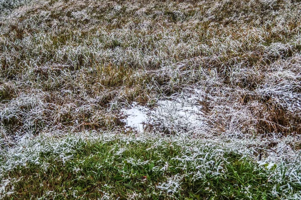 Grama Verde Alta Neve — Fotografia de Stock