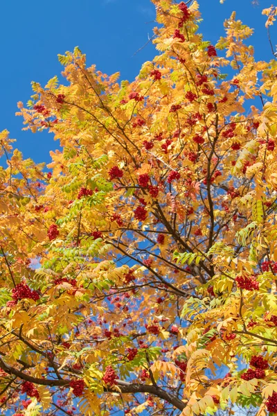 Осіннє Дерево Яскравих Кольорів Природи — стокове фото