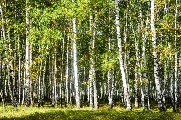 Yellow Birch Forest Late Autumn Nature Landscape — Stock Photo, Image