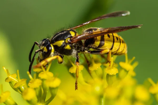 Avispa Cerca Una Flor Amarilla Desenfocada —  Fotos de Stock