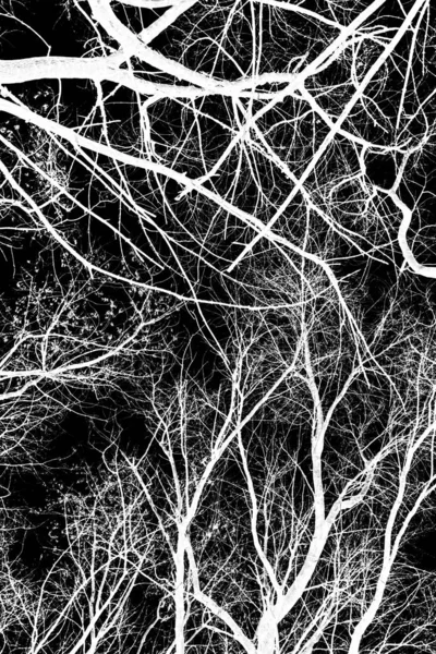 ağaç dalları siluet siyah arka plan üzerine beyaz