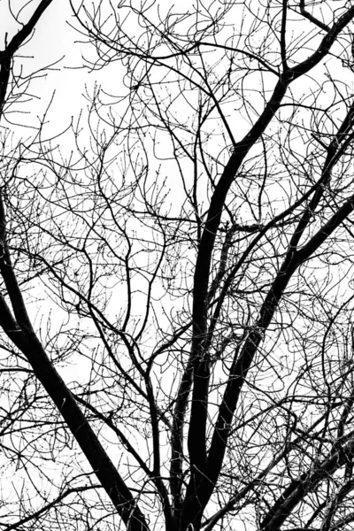 Tree Branches Silhouette White Background — Stock Photo, Image