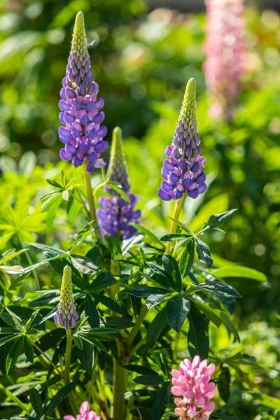 Lupinus Flores São Brilhantes Com Natureza Folhagem Verde — Fotografia de Stock