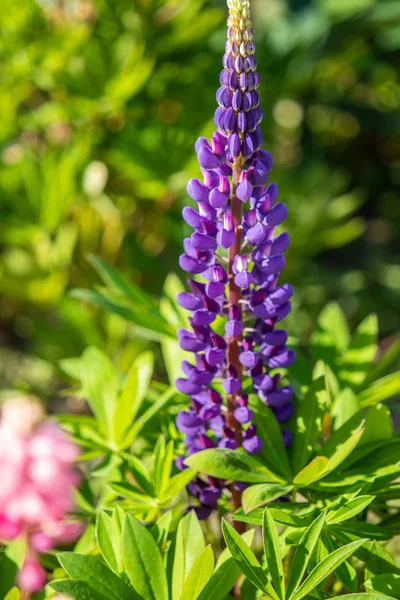 Lupinus Virágai Világos Zöld Lomb Természettel — Stock Fotó