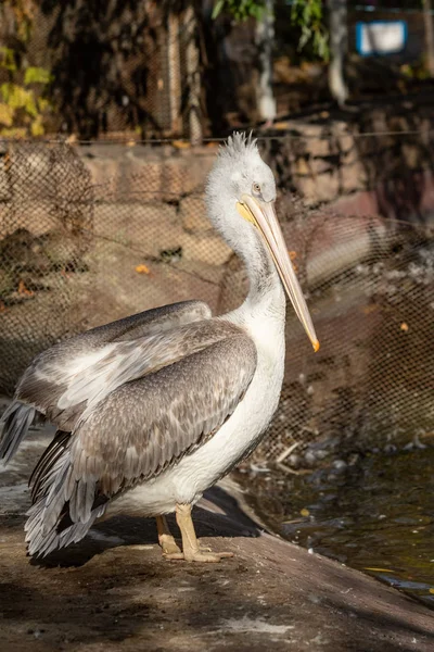 Vogel Pelikan Nahe Wasser Natur — Stockfoto