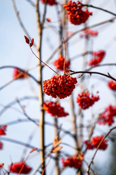Doğa Sonbahar Ağaç Ashberry Parlak Renkler — Stok fotoğraf