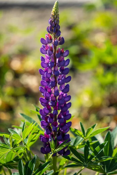 Lupinus Květy Jsou Zářivě Zelené Listí Prirode — Stock fotografie