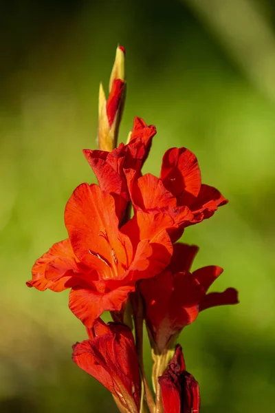 Luminoso Autunno Fiori Natura Paesaggio — Foto Stock