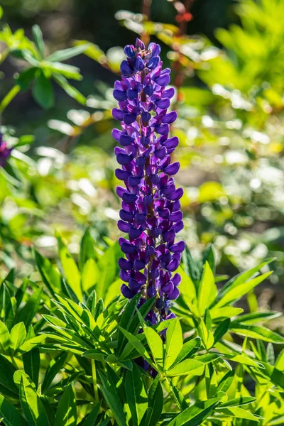 Lupinus çiçek yeşil yeşillik doğa ile parlak
