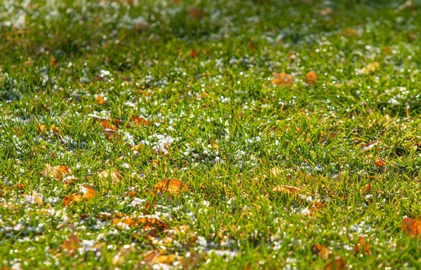 緑の草雪に背景のボケ味がぼやけています — ストック写真