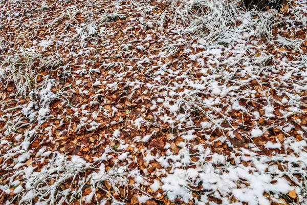 Herfst Bladeren Gras Sneeuw — Stockfoto