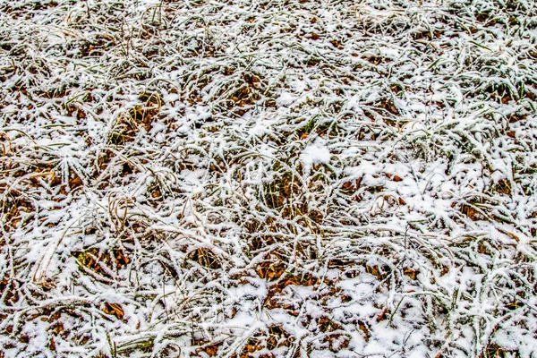 Tall Green Grass Snow — Stock Photo, Image