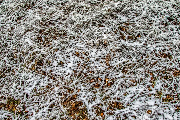 Herbe Verte Haute Dans Neige — Photo