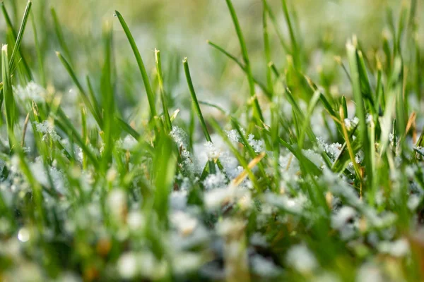 緑の草雪に背景のボケ味がぼやけています — ストック写真