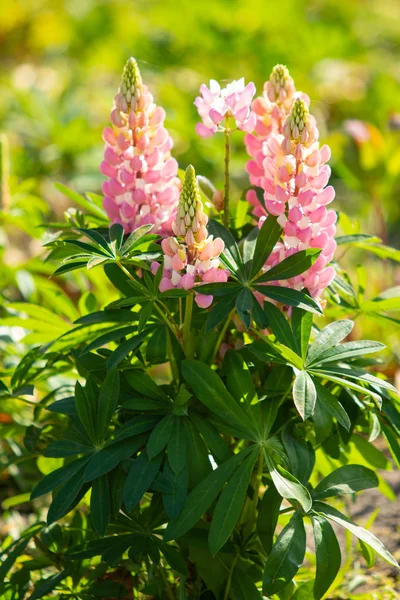 Lupinus Kwiaty Jasne Zielonych Liści Natura — Zdjęcie stockowe